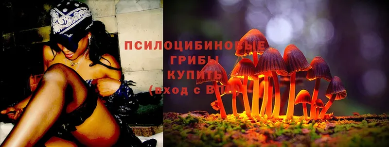 площадка как зайти  Рязань  Галлюциногенные грибы Psilocybe 